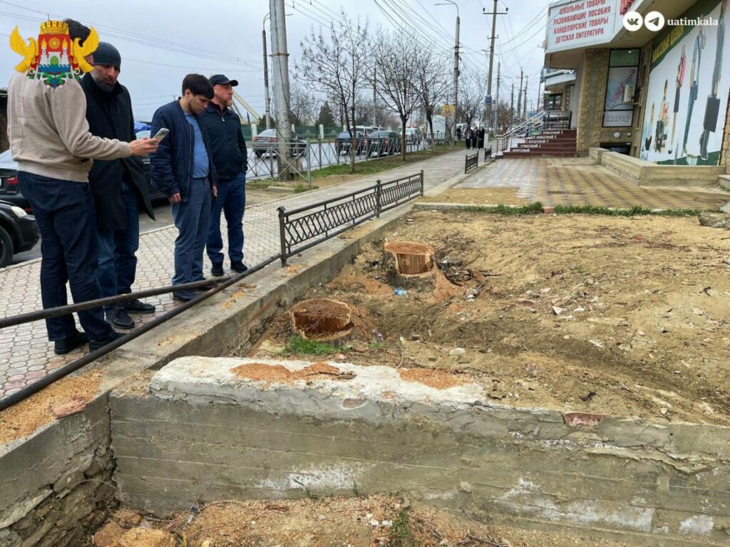 В Махачкале горожане пожаловались на незаконную вырубку леса