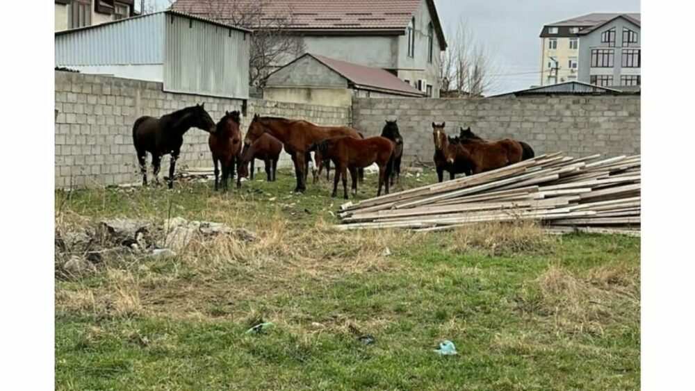 В Семендере начали отлов бесхозных лошадей