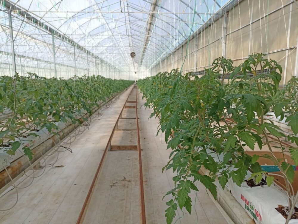 Инспекторы Россельхознадзора Дагестана проверили 300 тысяч штук рассады овощных культур для тепличных комплексов
