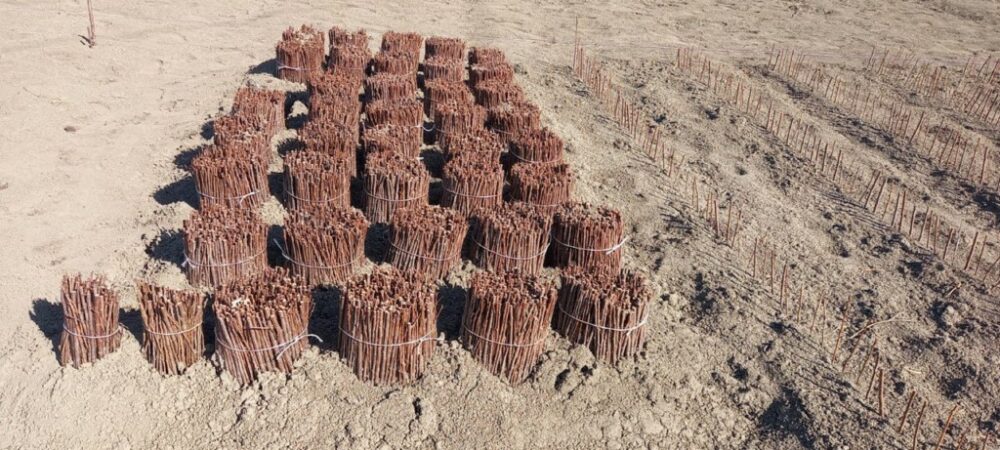 В Дагестане местное хозяйство вырастит 200 000 саженцев косточковых культур