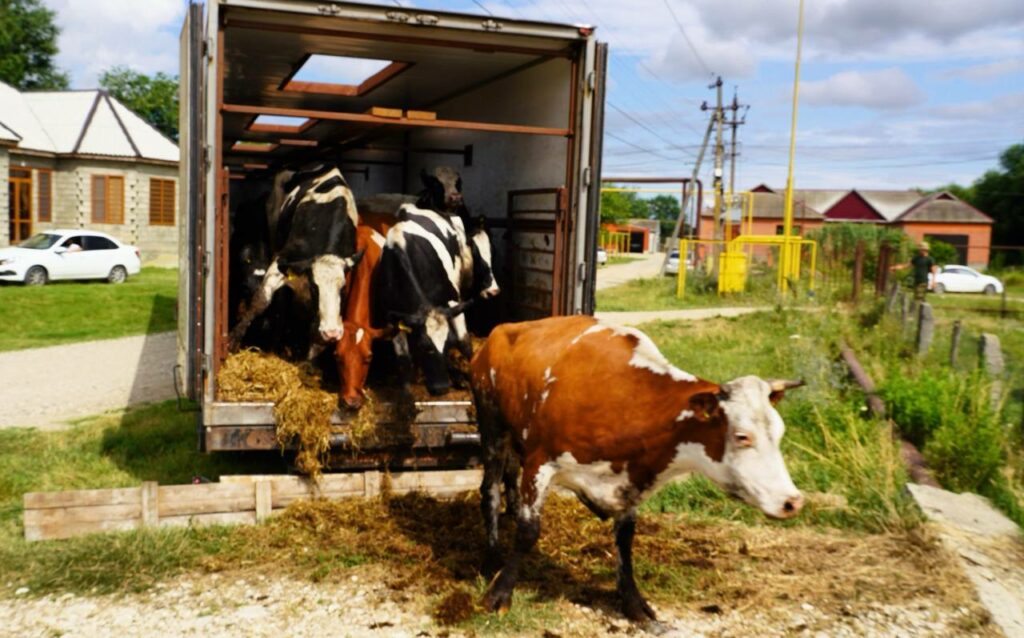 Фермеры Хасавюртовского района получили новую партию высокопродуктивного скота после паводков